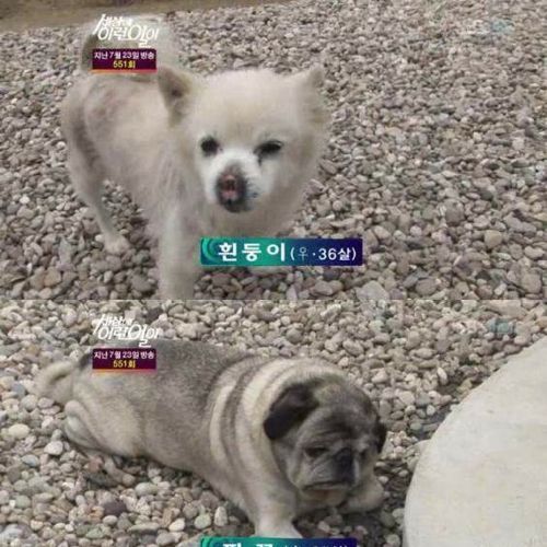 사람으로 치면 200살 넘은 개