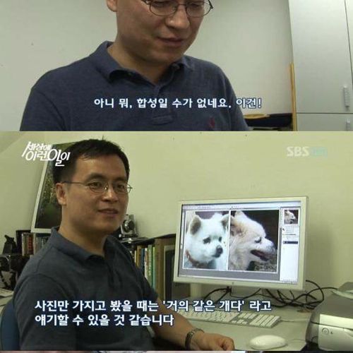 사람으로 치면 200살 넘은 개