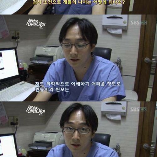 사람으로 치면 200살 넘은 개