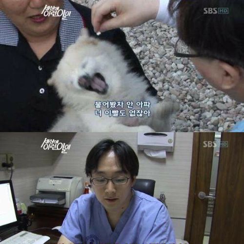 사람으로 치면 200살 넘은 개