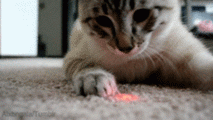 앞뒤.gif