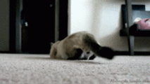 앞뒤.gif
