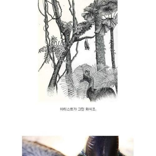현존하는 가장 위험한 새.jpg