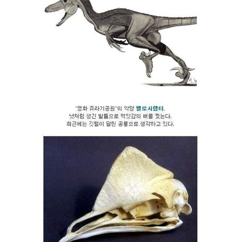 현존하는 가장 위험한 새.jpg