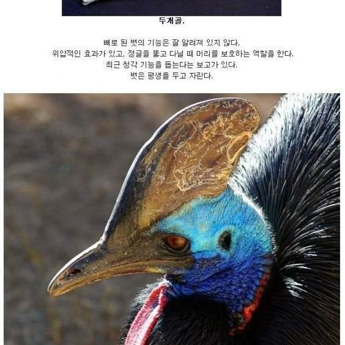 현존하는 가장 위험한 새.jpg