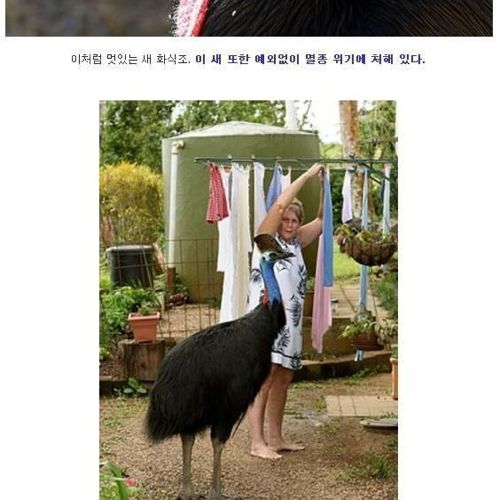 현존하는 가장 위험한 새.jpg