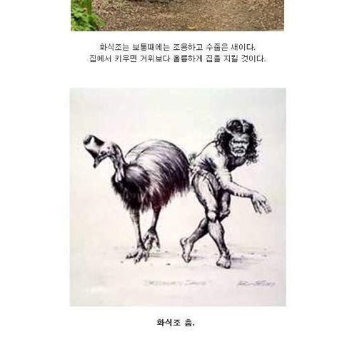 현존하는 가장 위험한 새.jpg