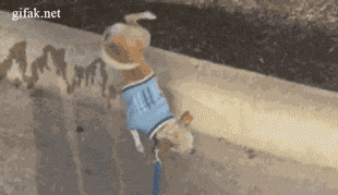 개홍도 선생.gif