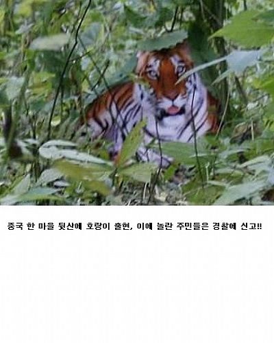 대륙의 낚기.jpg
