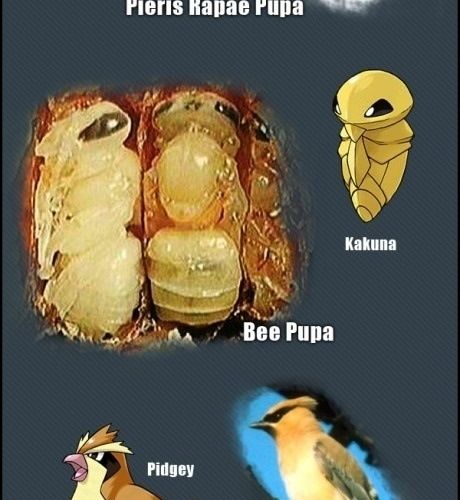 포켓몬 실사.jpg