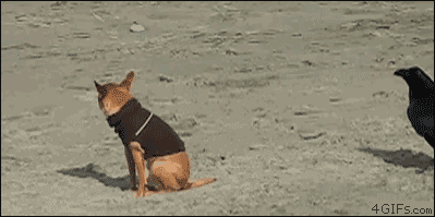 추진력을 얻기 위함.gif
