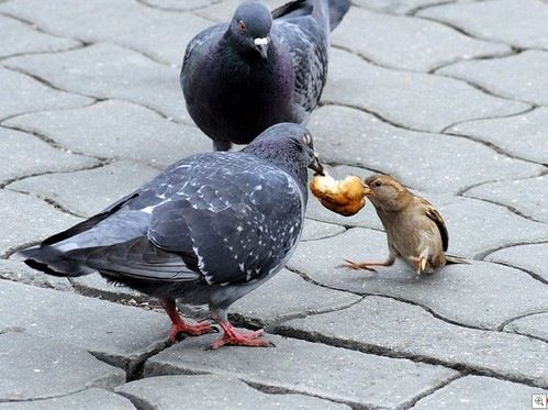 다윗과 골리앗의 싸움.jpg 