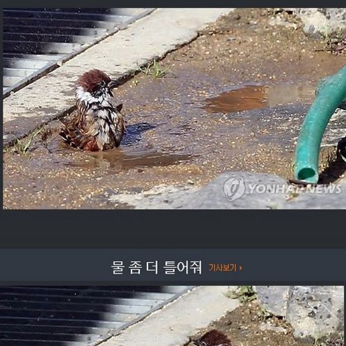 기자의 참새 목욕탕 탐방기.jpg
