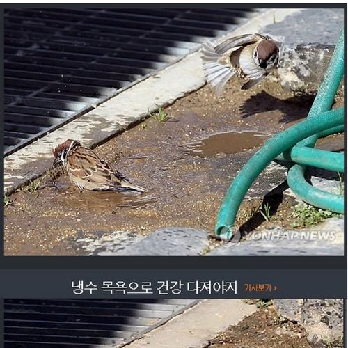 기자의 참새 목욕탕 탐방기.jpg