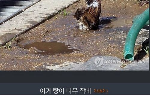 기자의 참새 목욕탕 탐방기.jpg