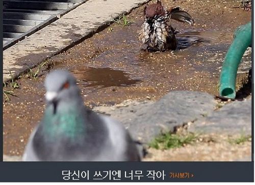 기자의 참새 목욕탕 탐방기.jpg