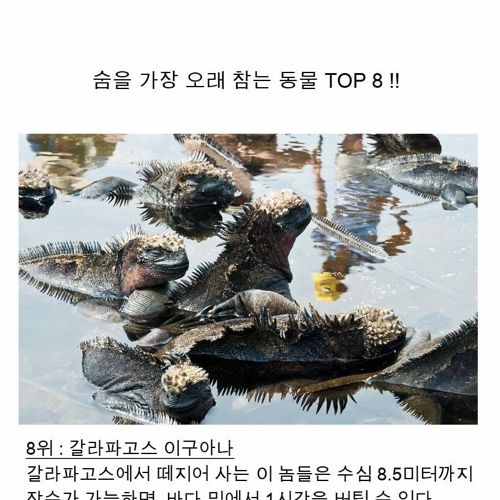 숨을 가장 오래참는 동물 top8