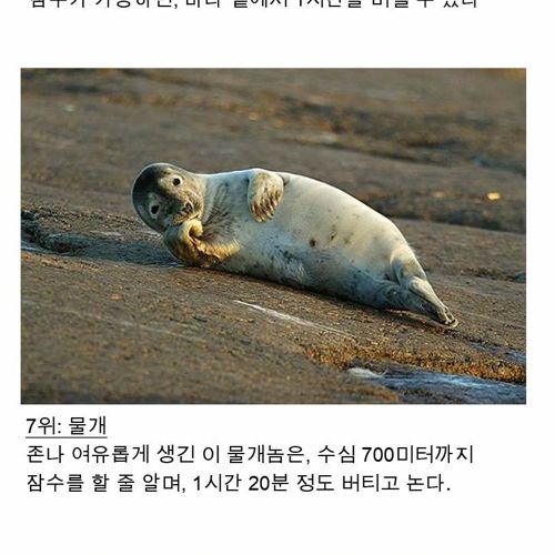 숨을 가장 오래참는 동물 top8