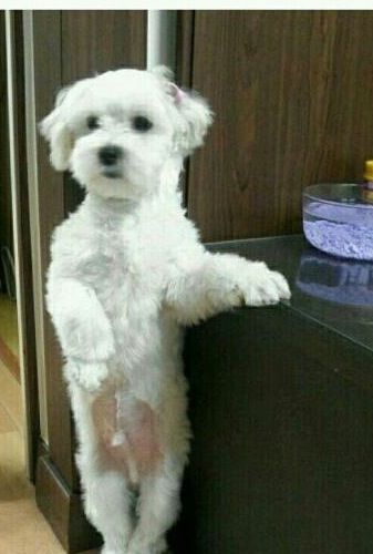 사람같은 개.jpg