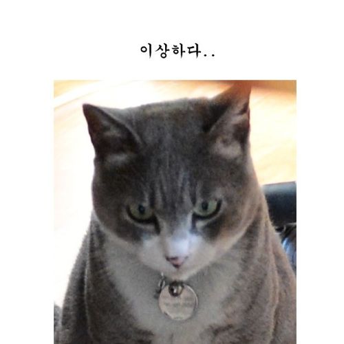 고양이를 본거같은데...jpg
