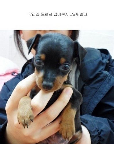 [스압]미니핀 폭풍성장.jpg