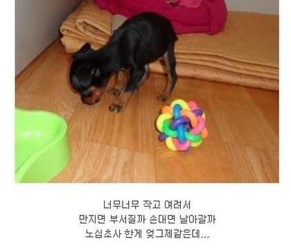 [스압]미니핀 폭풍성장.jpg