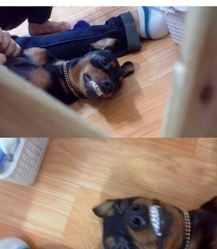 [스압]미니핀 폭풍성장.jpg