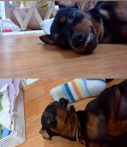 [스압]미니핀 폭풍성장.jpg