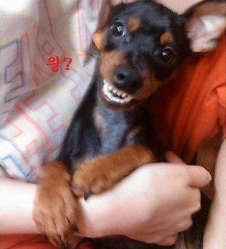 [스압]미니핀 폭풍성장.jpg