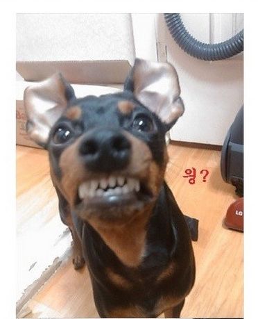[스압]미니핀 폭풍성장.jpg