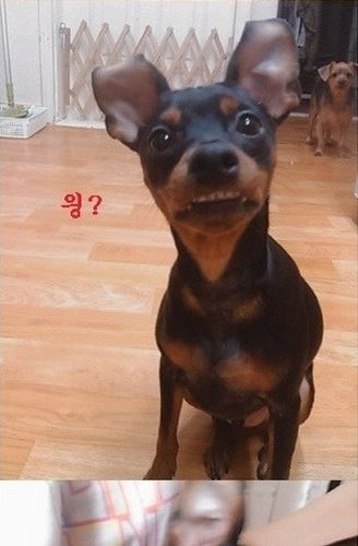 [스압]미니핀 폭풍성장.jpg