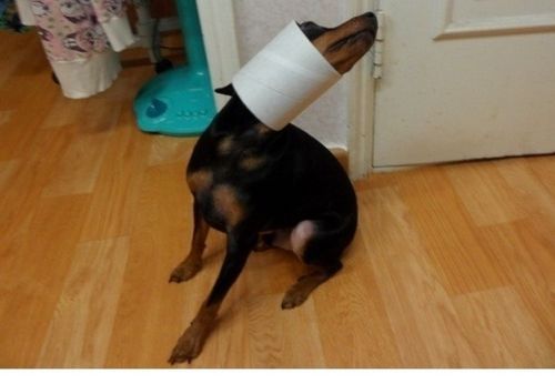[스압]미니핀 폭풍성장.jpg