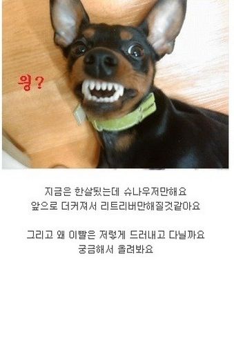 [스압]미니핀 폭풍성장.jpg