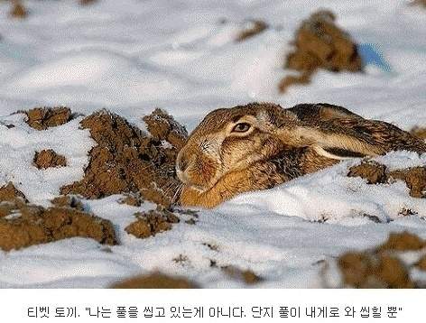 티벳 토끼.jpg