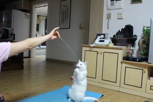 어머냥.jpg