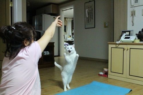 어머냥.jpg