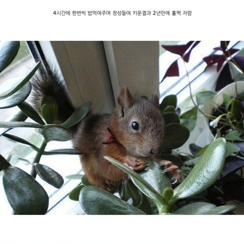 군인과 만난 다람쥐.jpg