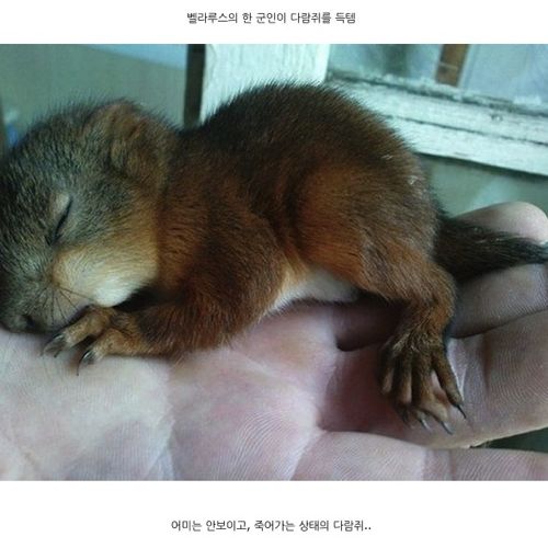 군인과 만난 다람쥐.jpg