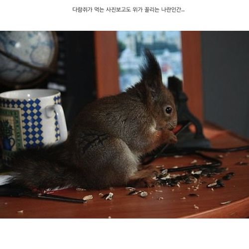 군인과 만난 다람쥐.jpg