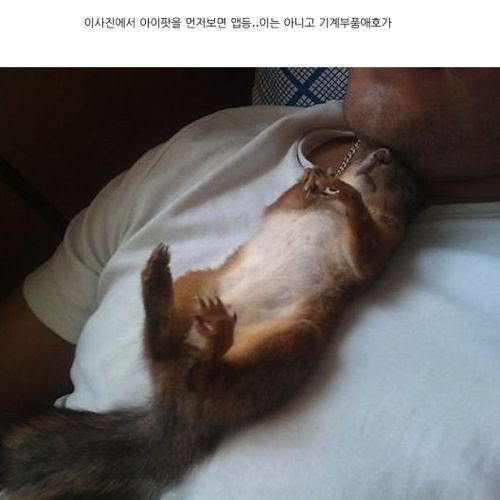 군인과 만난 다람쥐.jpg