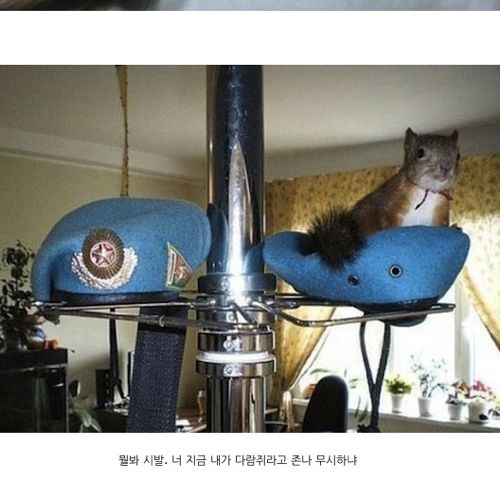 군인과 만난 다람쥐.jpg