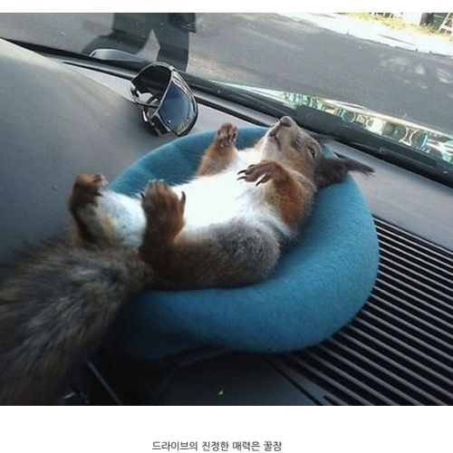 군인과 만난 다람쥐.jpg