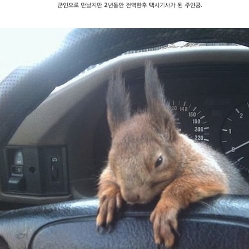 군인과 만난 다람쥐.jpg