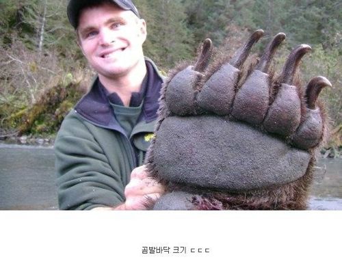 곰발바닥.jpg