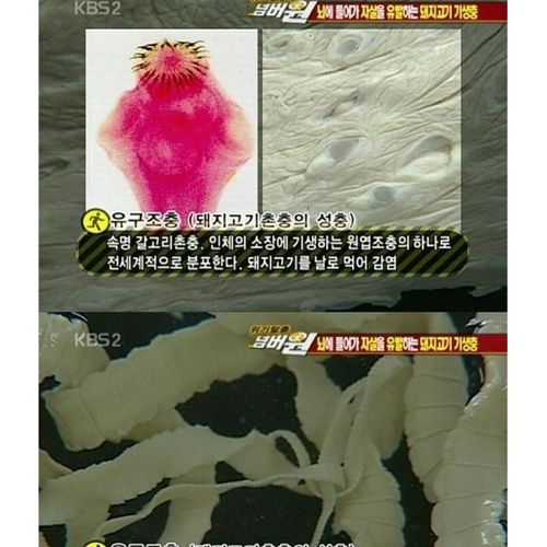 고기는 반드시 익혀먹자.jpg