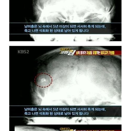 고기는 반드시 익혀먹자.jpg