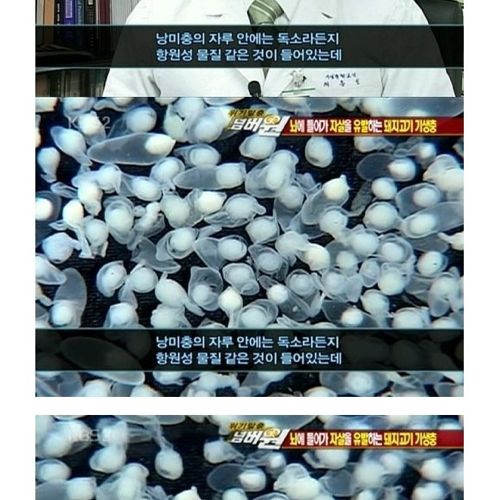 고기는 반드시 익혀먹자.jpg