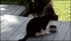 뭐하는 짓이냥.gif