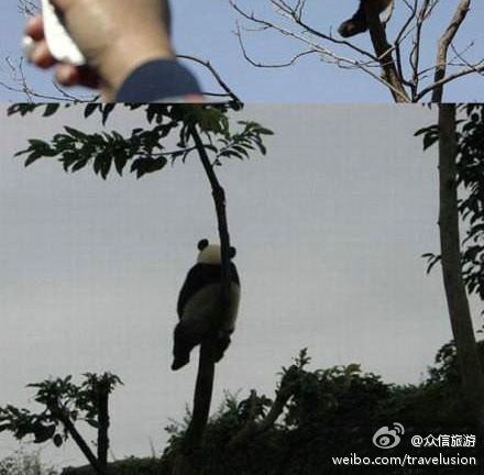 귀여운 팬더짤.jpg