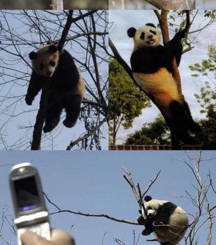 귀여운 팬더짤.jpg
